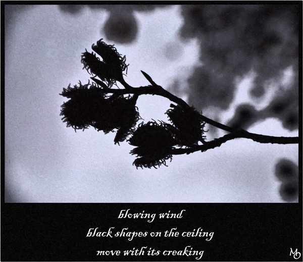 'blowing wind / black shapes on the ceiling / move with its creaking' by Mariusz Ogrzyko