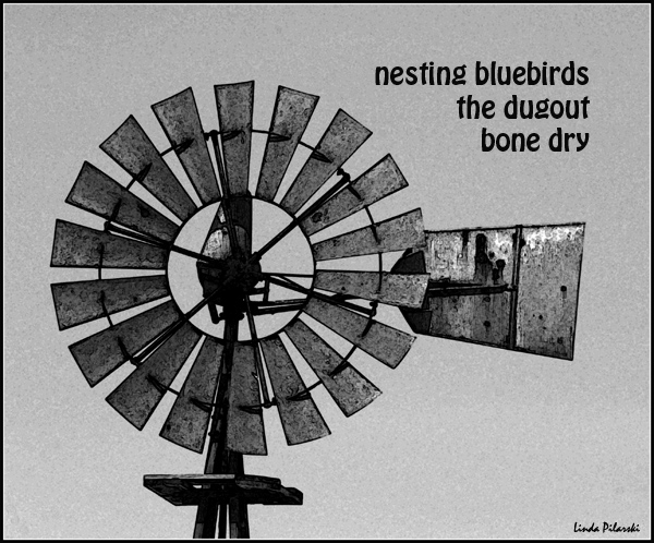 'nesting bluebirds / the dugout / bone dry' by Linda Pilarski