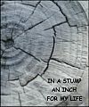 'in a stump / an inch / for my life' by Francis Masat. Haiku first published in  The Heron's Nest v6, December 2004