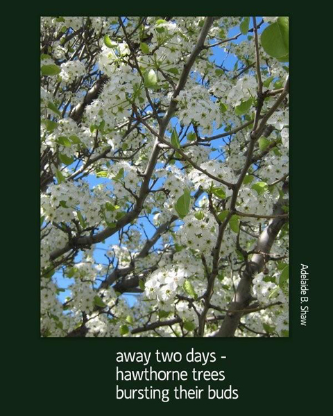'away two days /  hawthorne trees / bursting their buds' by Adelaide Shaw