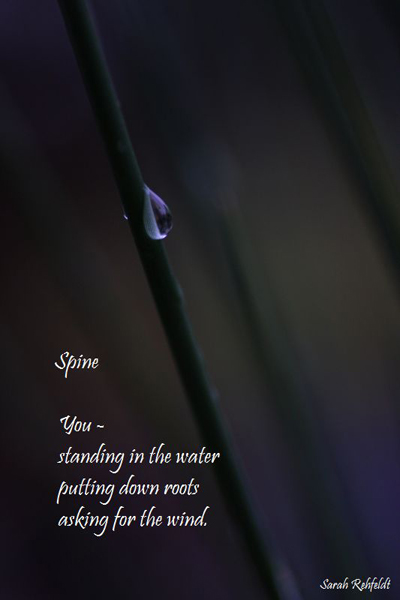 'Spine / you / standing in the water / putting down roots  / asking for the wind' by Sarah Rehfeldt