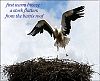 'first warm breeze / a stork flutters / from the barn's roof' by Jacek Margolak