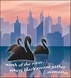 'north of the river / where black swans gather / ...memories' by Ron Tinniswood