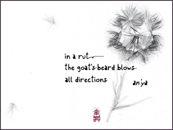 'in a rut / the goat's-beard blows / all directions' by an'ya