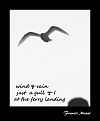 'wind and rain / just a gull and I / at the ferry landing' by Francis Masat. Haiku first published in Tiny Words 3:14, 2004.