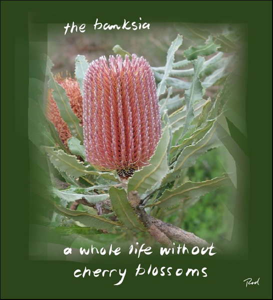 'the banksia / a whole life without / cherry blossoms' by Rod Tinniswood.