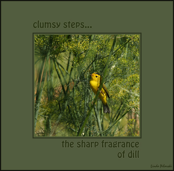 'clumsy steps / the sharp fragrance / of dill' by Linda Pilarski. Haiku first published in Acorn#23:Fall 2009