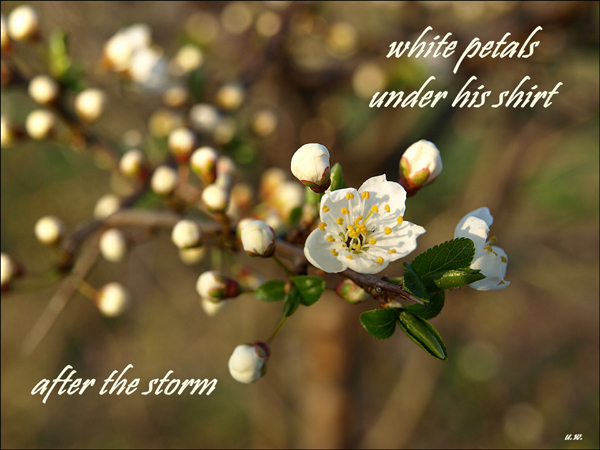 after the storm / white petals / under his shirt' by Urszula Wielanowska