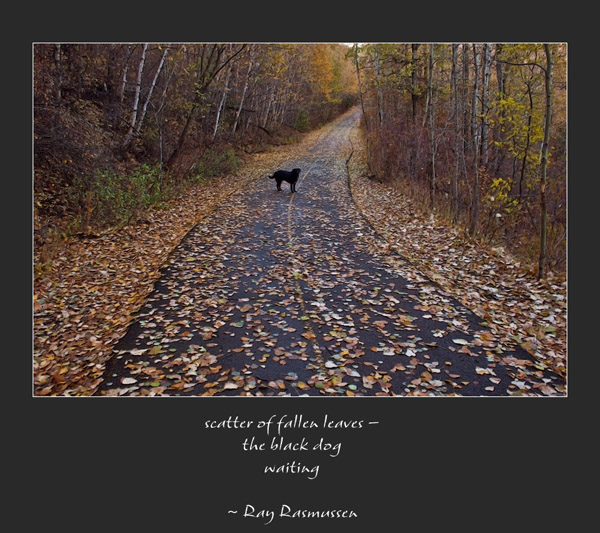 'scatter of fallen leaves / the black dog / waiting' by Ray Rasmussen