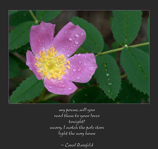 "my poems, will you / read them to your lover / tonight? / waery, I watch pale stars / light the way home' by Ray Rasmussen. Tanka by Carol Raisfeld.