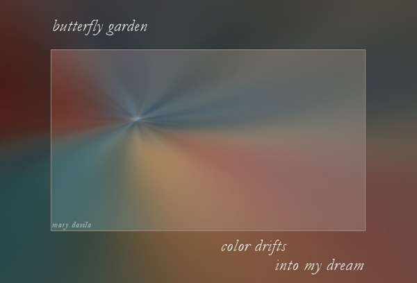 'butterfly garden / color drifts / into my dream' by Mary Davila