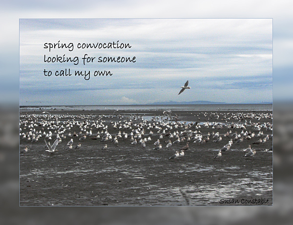 'spring convocation / looking for someone / to call my own' by Susan Constable
