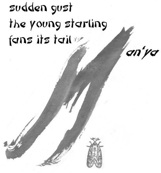 'sudden gust / the young starling / fans its tail' by an'ya