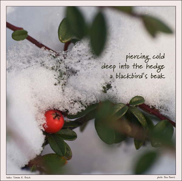 'piercing cold /  deep into the hedge / a blackbird's beak' by Simone Busch and Bea Bareis