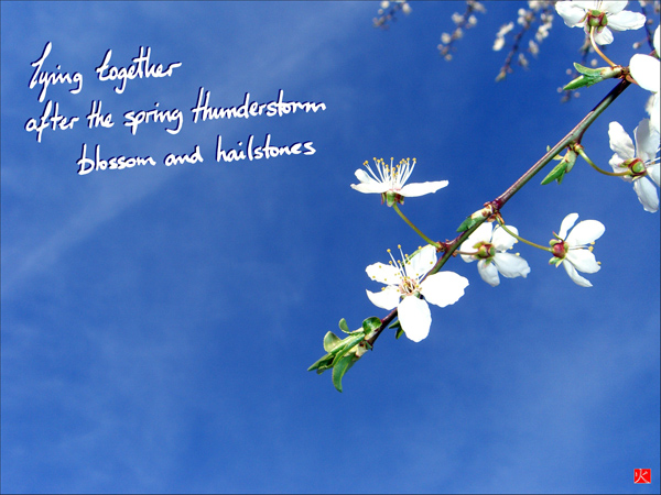 'lying together / after the spring thunderstorm / blossom and hailstones' by John Hawkhead.