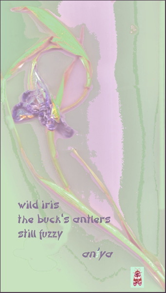 'wild iris / the buck's antlers / still fuzzy' by an'ya