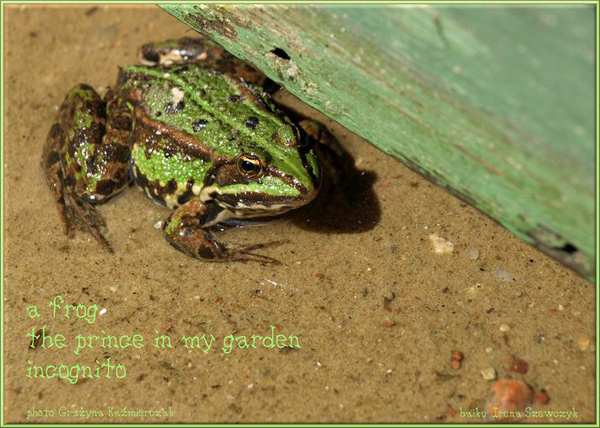 'a frog / the prince in my garden / incognito' by Irena Szewczyk. Art for Grazyma Kazmierczak
