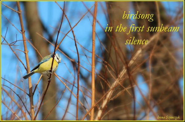 'birdsong / in the first sunbeam / silence' by Irena Szewczyk