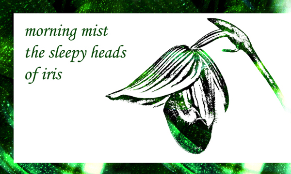 'morning mist / the sleepy heads / of iris' by Nicole Pakan