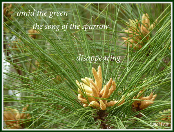 'amid the green / the song of the sparrow / disappearing' by Sandi Pray
