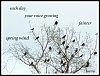 'each day / your voice growing  / fainter / spring wind' by Sandi Pray