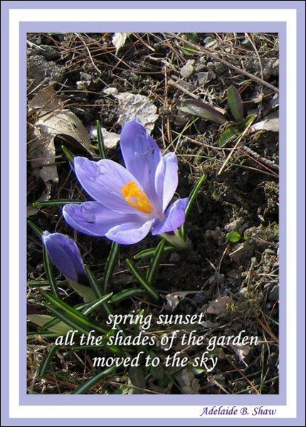'spring sunset / all the shades of the garden / moved to the sky' by Adelaide Shaw