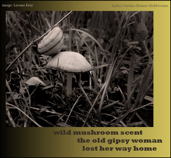 'wild mushroom scent / the old gipsy woman / lost her way home' by Cristina-Monica Moldoveanu