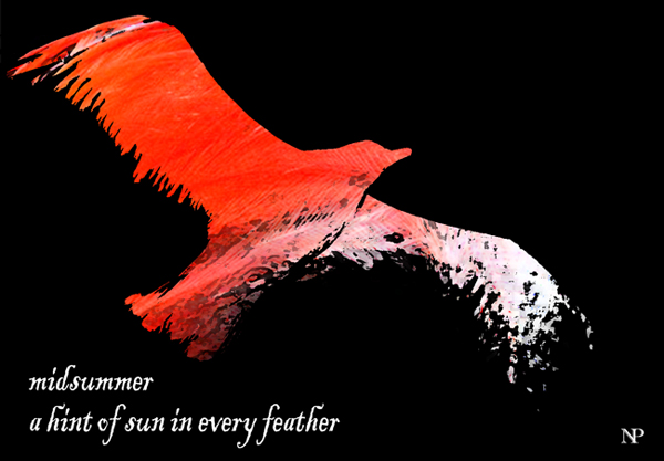 'midsummer / a hint of sun in every feather' by Nicole Pakan