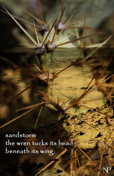 'sandstorm / the wren tucks its head / beneath its wing' by Nicole Pakan