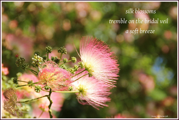 'silk blossoms / tremble on the bridal veil / a soft breeze' by Irena Szewczyk