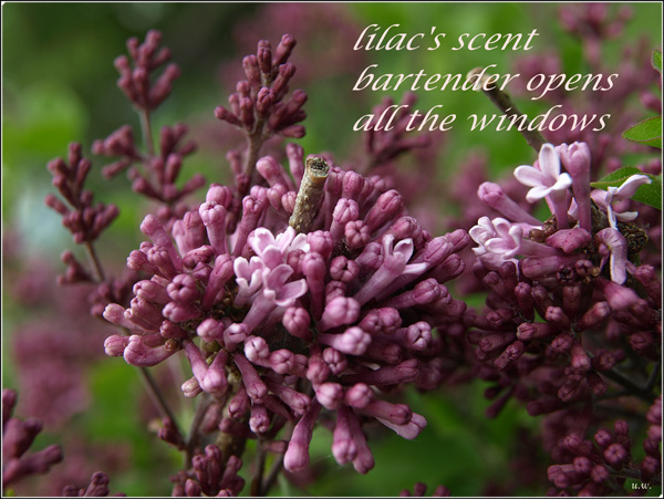 'lilac's scent / bartender opens / all the windows' by Urszula Wielanowska. Haiku first published in Mianichi Daily News 20 July 2011
