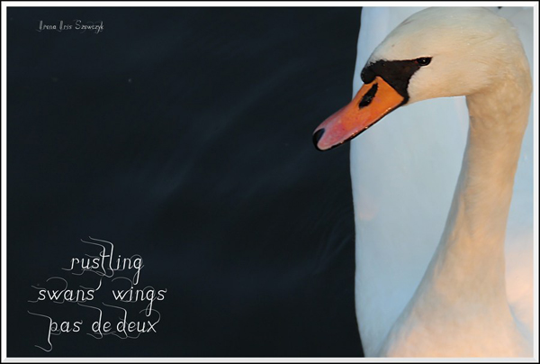'rustling / swan's wings / pas de deux' by Irena Szewczyk.
