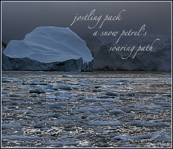 'jostling pack / a snow petrel's  / soaring path" by Linda Pilarski