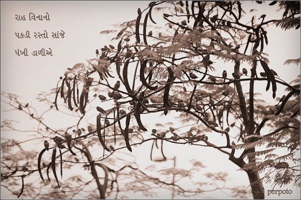 'pathless / a journey at dusk / birds on trees' by perpoto