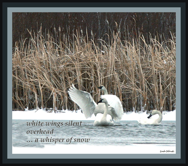 'white wings silent / overhead / ... a whisper of snow' by Linda Pilarski