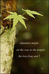 'Japanese maple / on the way to the temple / the tree frog and I' by Dorota Pyra.
