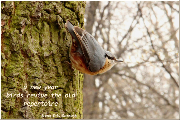 'a new year / birds revive the old / repertoire' by Irena Szewczyk