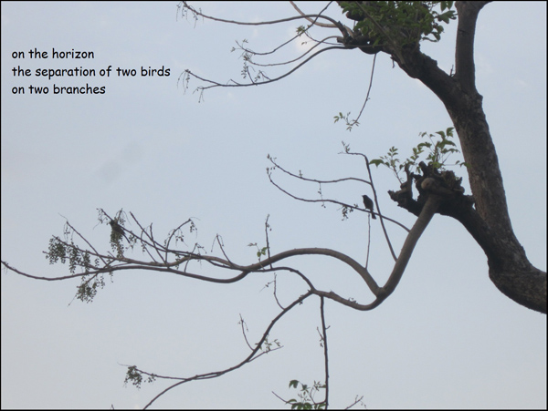 'on the horizon / the separation of two birds / on two branches' by Neelam Dadhwal