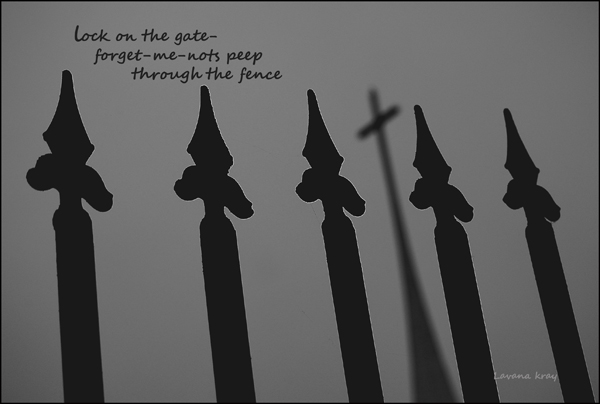 'lock on the gate / forget-me-nots peep / through the fence' by Lavana Kray