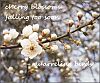 'cherry blossoms ? falling too soon / quarreling birds' by Malgorzata Miksiewicz