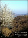 'the end of winter / skeletons of trees / again in white' by Janina Kolodziejczyk