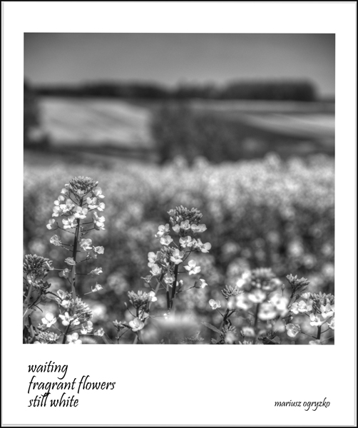 'waiting / fragrant flowers / still white' by Mariusz Ogryzko