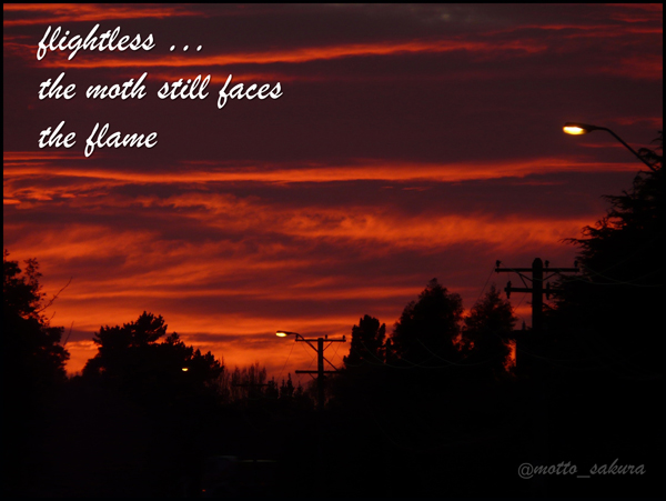 'flightless... / the moth still faces / the flame' by David Kelly