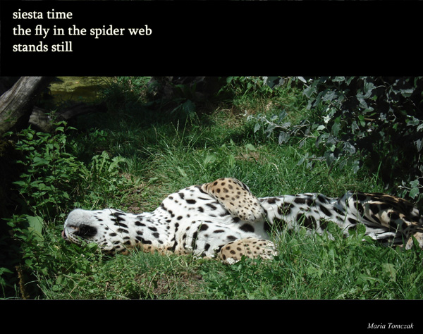 'siesta time / the fly in the spider web / stands still' by Maria Tomczak