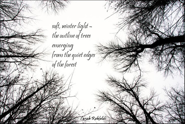 'soft, winter light / the outline of trees / emerging / from the quiet edges / of the forest' by Sarah Rehfeldt