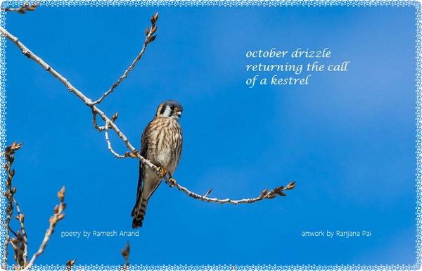 'october drizzle / returning the call / of a kestrel' by Ramesh Anand. Art by Ranjana Pai