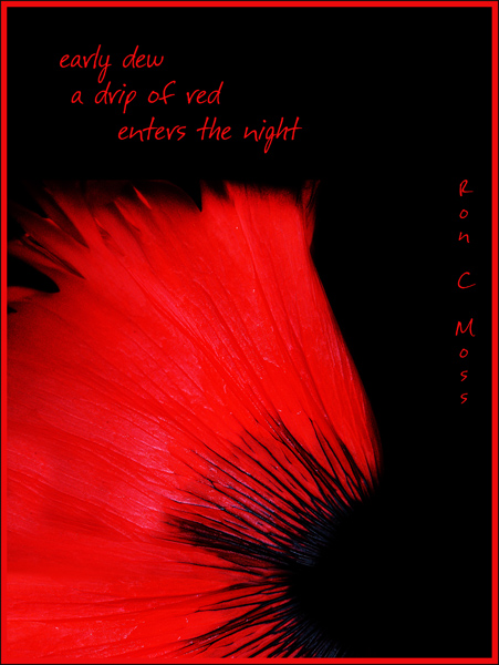 'early dew / a drip of red / enters the night' by Ron Moss