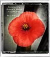 "Remembrance Day / the sound of birdsong / in all that silence' by Ron Moss