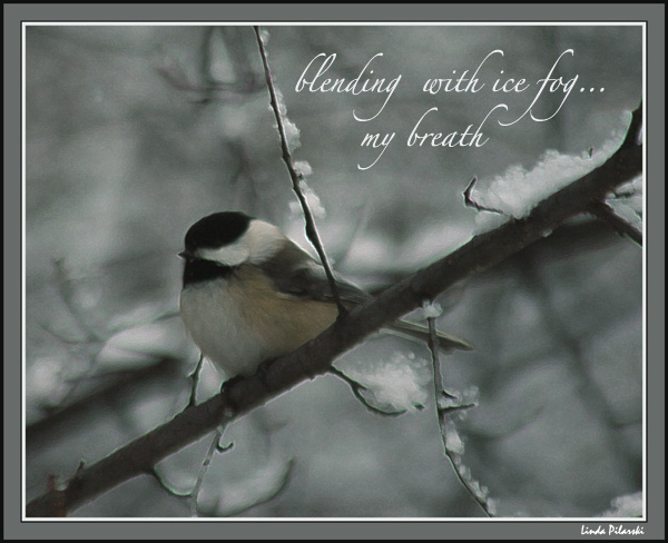 'blending with ice fog... / my breath' by Linda Pilarski. Haiku first published on DailyHaiku, Vol. 3:6, 2009
