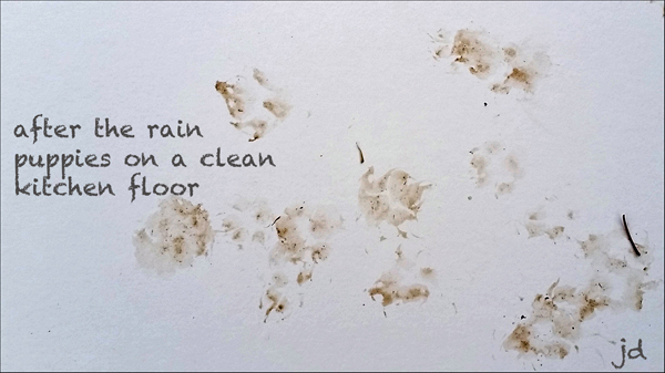 'after the rain / puppies on a clean / kitchen floor ' by Jerry Dreesen